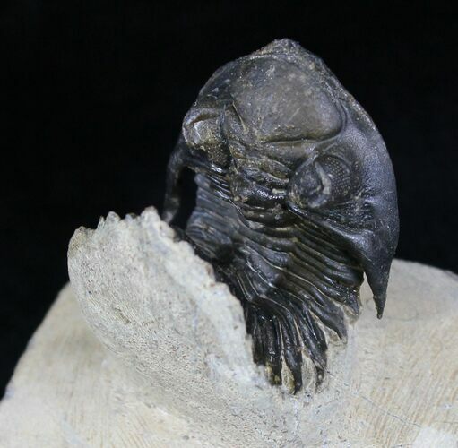 Arched Metacanthina (Asteropyge) Trilobite - Lghaft, Morocco #25833